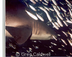 Shark on the prowl
Shot taken near Hatteras, N.C. on a w... by Greg Caldwell 